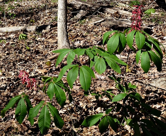 {Aesculus pavia}